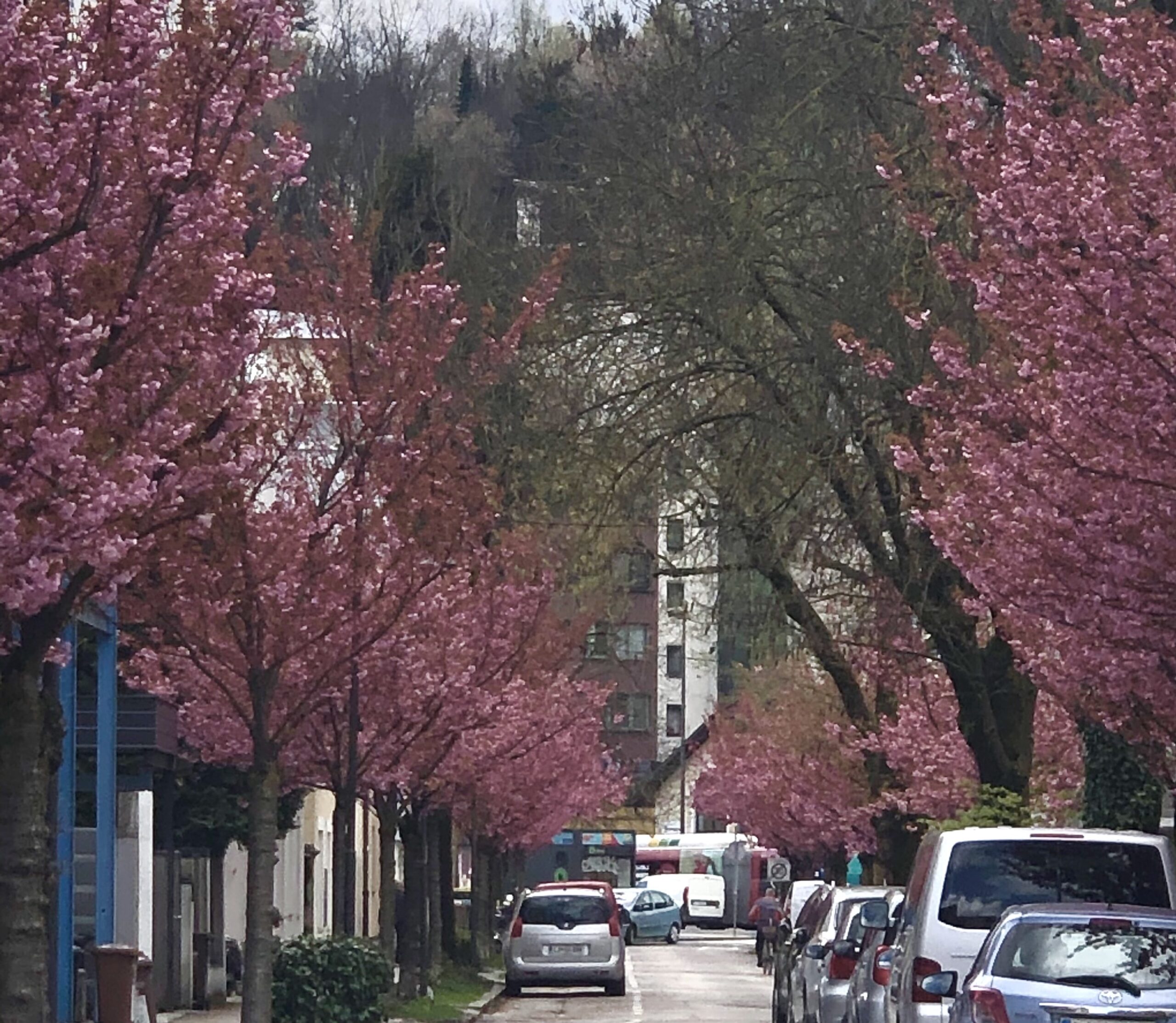 Aljaževa ulica, Ljubljana, češnje